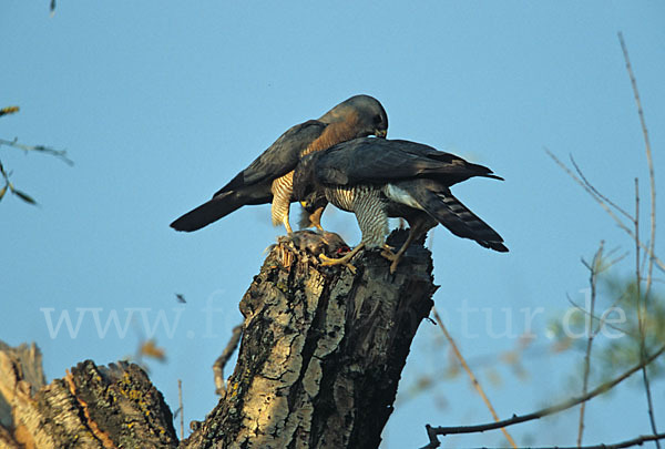 Kurzfangsperber (Accipiter brevipes)