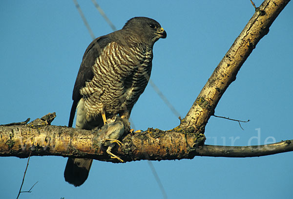 Kurzfangsperber (Accipiter brevipes)