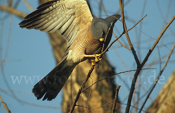 Kurzfangsperber (Accipiter brevipes)