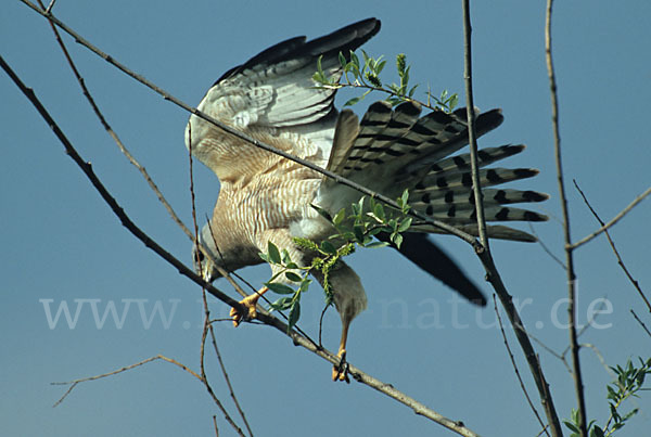 Kurzfangsperber (Accipiter brevipes)