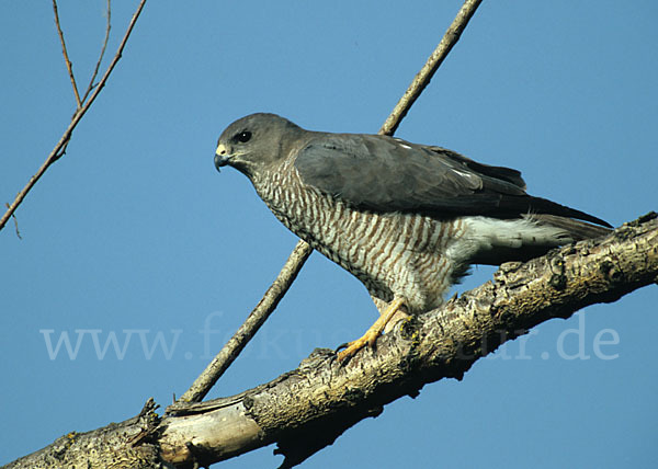 Kurzfangsperber (Accipiter brevipes)