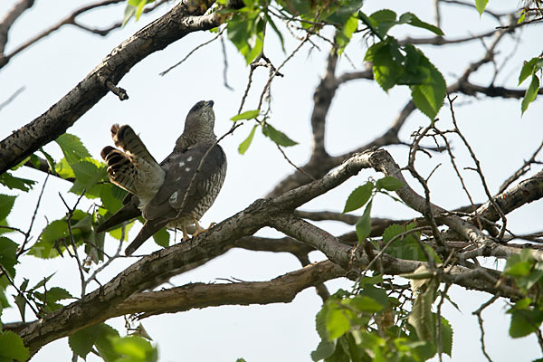 Kurzfangsperber (Accipiter brevipes)