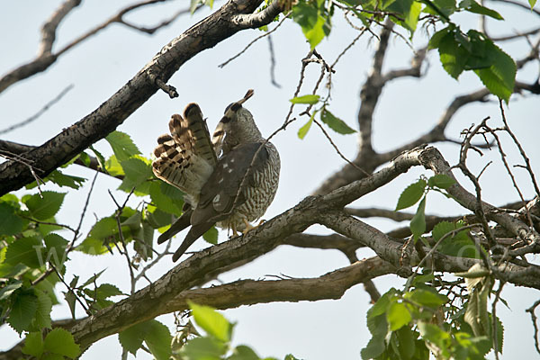 Kurzfangsperber (Accipiter brevipes)