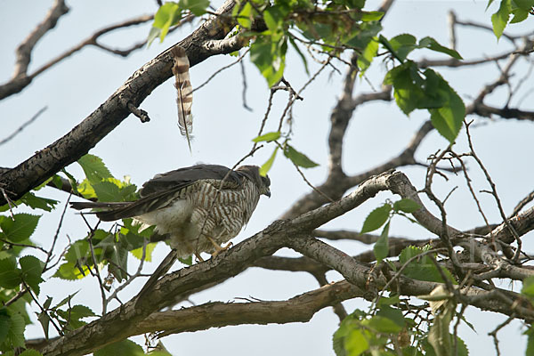 Kurzfangsperber (Accipiter brevipes)