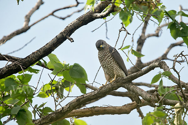 Kurzfangsperber (Accipiter brevipes)