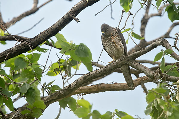 Kurzfangsperber (Accipiter brevipes)