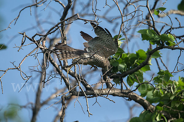 Kurzfangsperber (Accipiter brevipes)