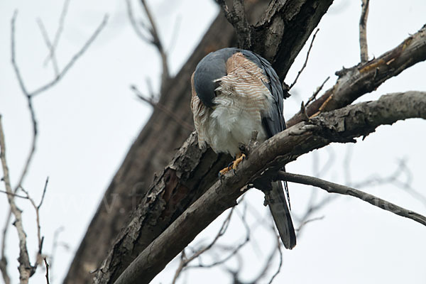 Kurzfangsperber (Accipiter brevipes)