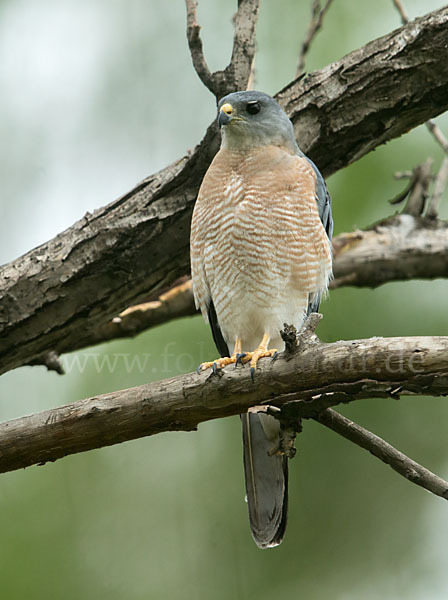 Kurzfangsperber (Accipiter brevipes)