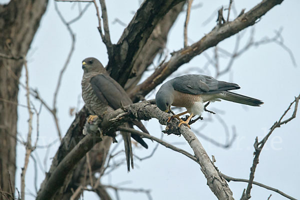 Kurzfangsperber (Accipiter brevipes)