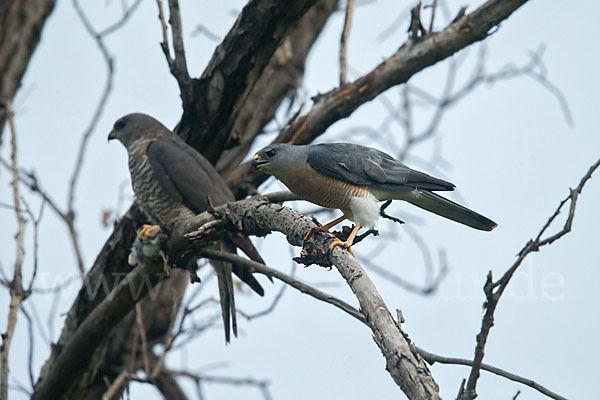 Kurzfangsperber (Accipiter brevipes)