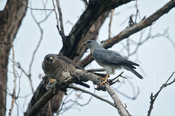 Kurzfangsperber (Accipiter brevipes)