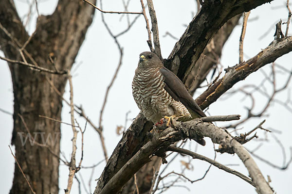 Kurzfangsperber (Accipiter brevipes)