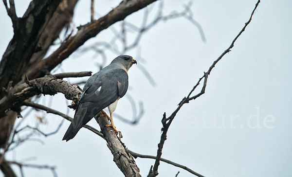 Kurzfangsperber (Accipiter brevipes)