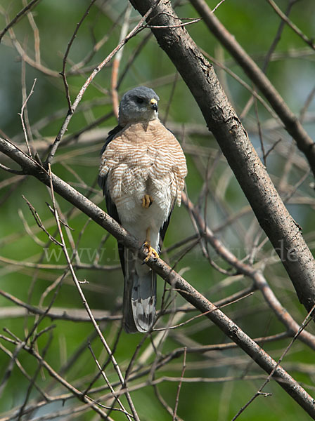 Kurzfangsperber (Accipiter brevipes)