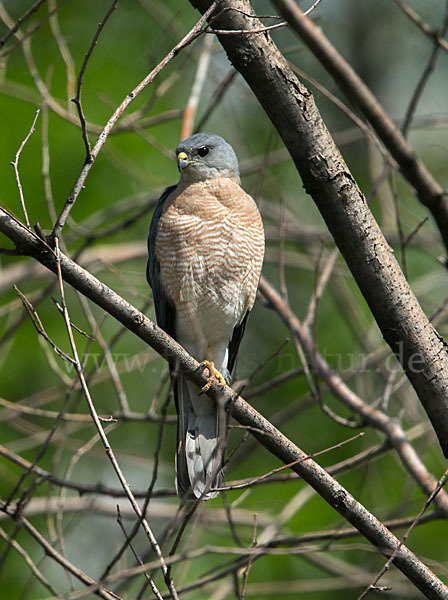 Kurzfangsperber (Accipiter brevipes)