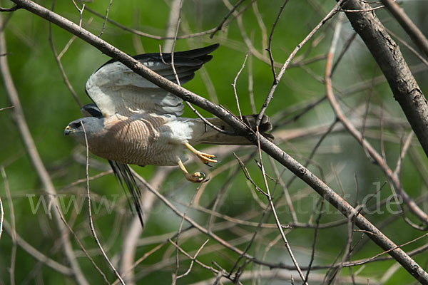 Kurzfangsperber (Accipiter brevipes)