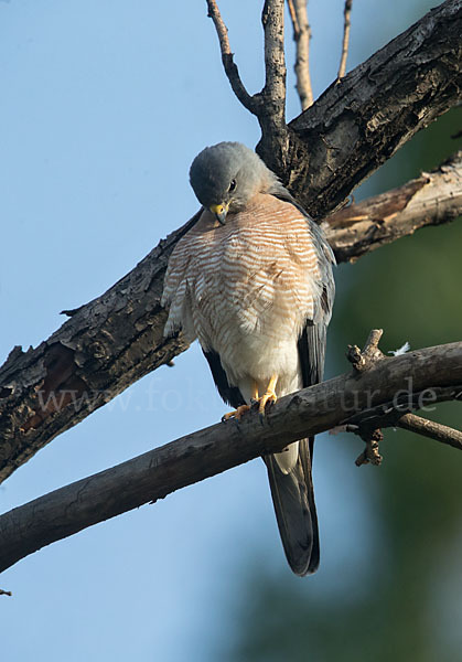 Kurzfangsperber (Accipiter brevipes)