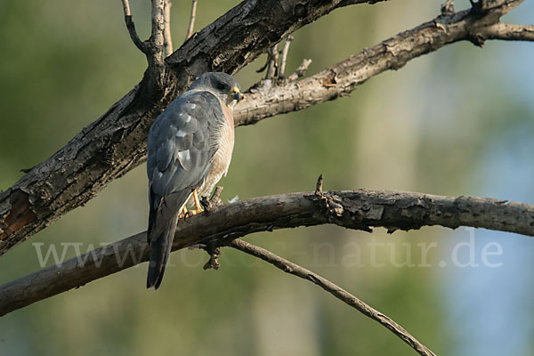 Kurzfangsperber (Accipiter brevipes)