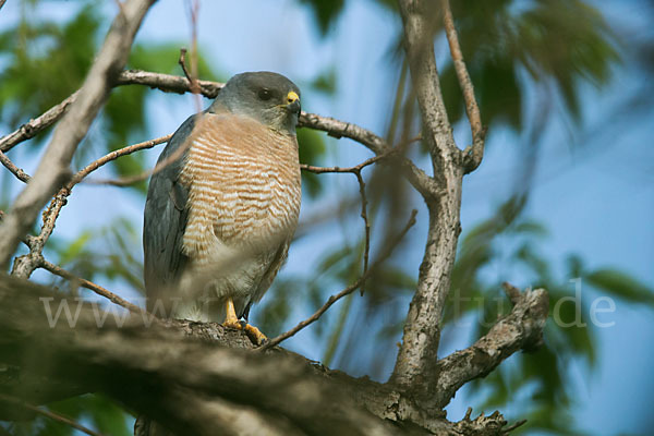 Kurzfangsperber (Accipiter brevipes)