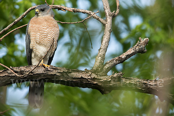 Kurzfangsperber (Accipiter brevipes)