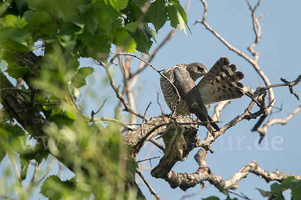 Kurzfangsperber (Accipiter brevipes)