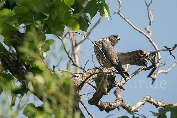 Kurzfangsperber (Accipiter brevipes)