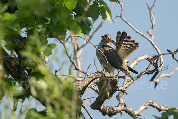 Kurzfangsperber (Accipiter brevipes)