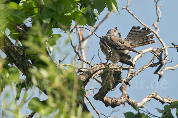 Kurzfangsperber (Accipiter brevipes)