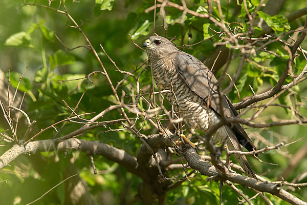 Kurzfangsperber (Accipiter brevipes)