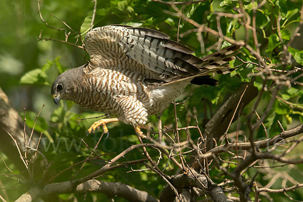 Kurzfangsperber (Accipiter brevipes)