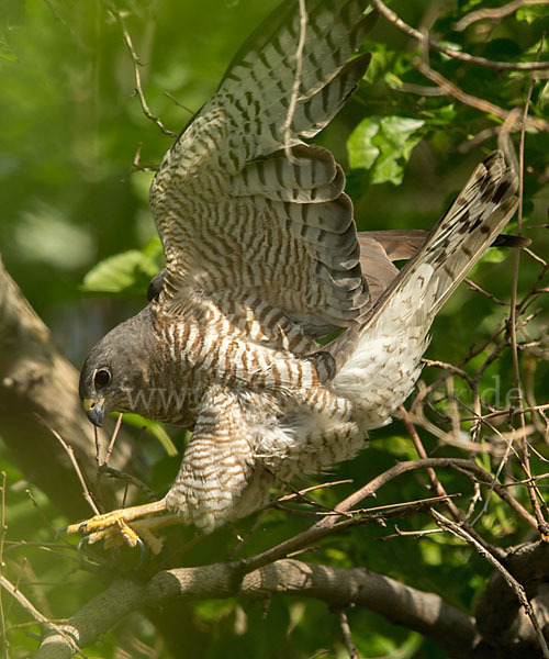 Kurzfangsperber (Accipiter brevipes)