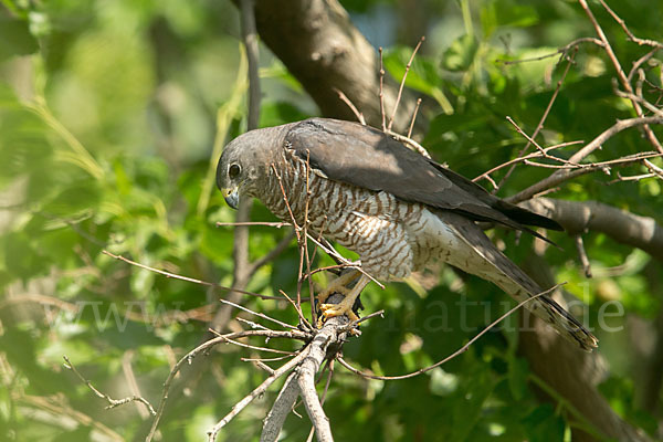 Kurzfangsperber (Accipiter brevipes)