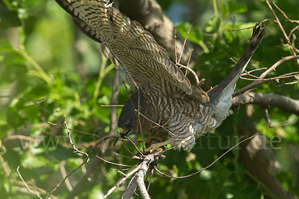 Kurzfangsperber (Accipiter brevipes)