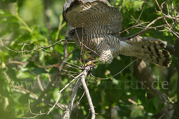 Kurzfangsperber (Accipiter brevipes)