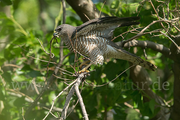 Kurzfangsperber (Accipiter brevipes)