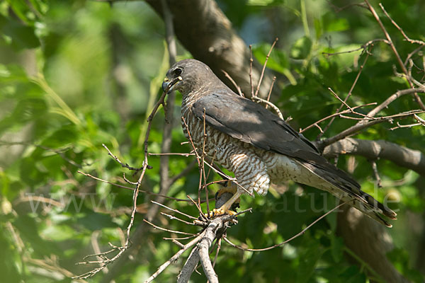 Kurzfangsperber (Accipiter brevipes)