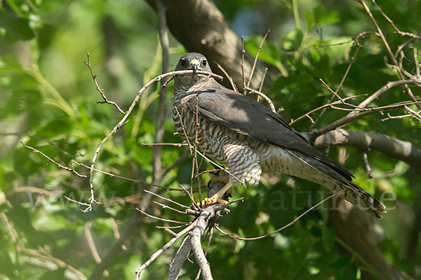 Kurzfangsperber (Accipiter brevipes)