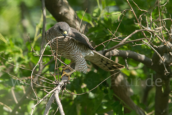 Kurzfangsperber (Accipiter brevipes)