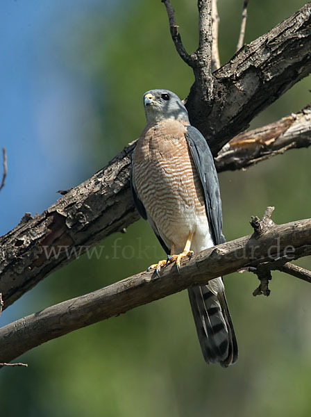 Kurzfangsperber (Accipiter brevipes)