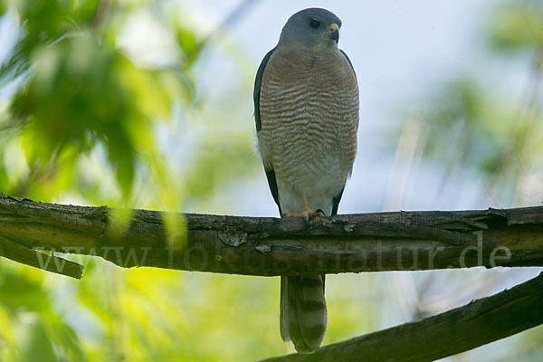 Kurzfangsperber (Accipiter brevipes)