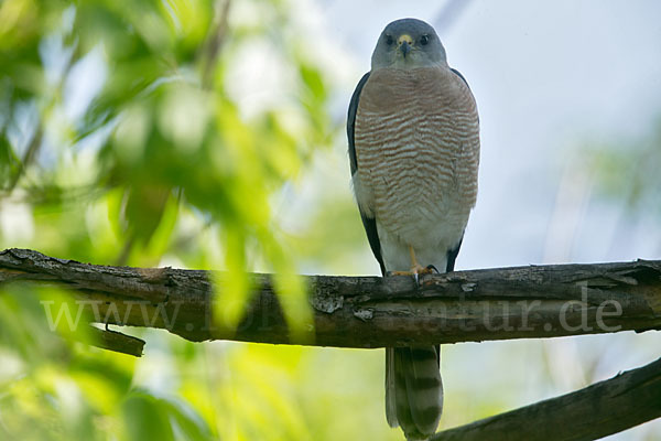 Kurzfangsperber (Accipiter brevipes)