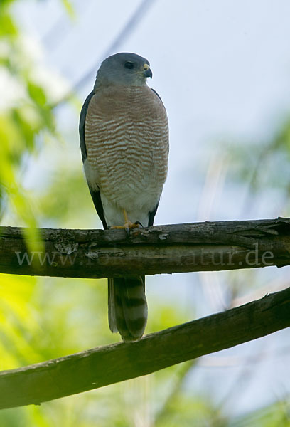 Kurzfangsperber (Accipiter brevipes)