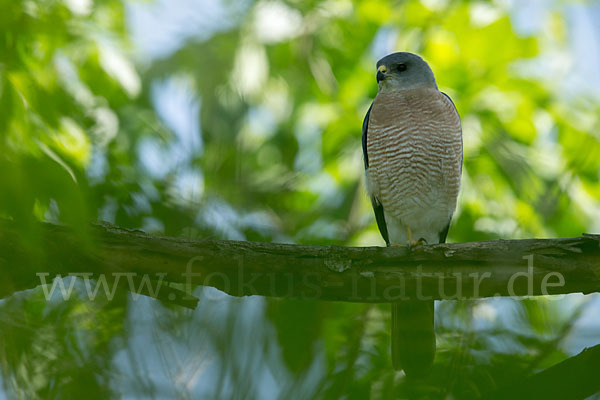 Kurzfangsperber (Accipiter brevipes)