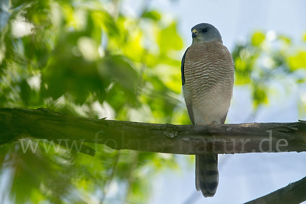 Kurzfangsperber (Accipiter brevipes)