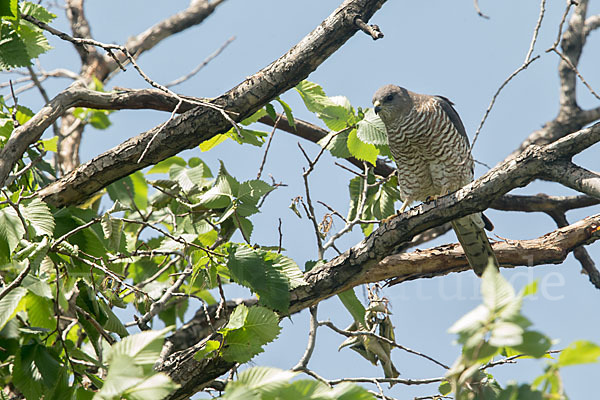 Kurzfangsperber (Accipiter brevipes)