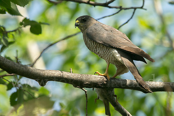 Kurzfangsperber (Accipiter brevipes)