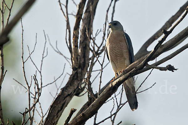 Kurzfangsperber (Accipiter brevipes)