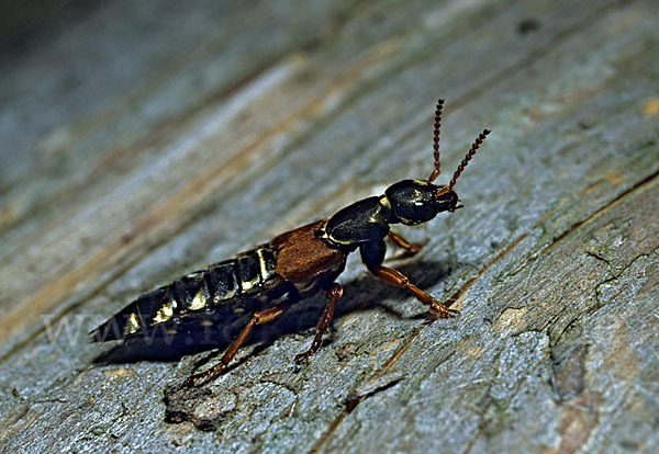 Kurzflügelkäfer spec. (Staphylinus spec.)