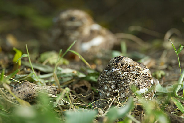 Kurzschleppen-Nachtschwalbe (Caprimulgus clarus)